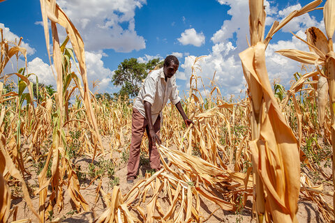 In Southern Africa, El Niño drought leaves a trail of scorched harvests and hunger