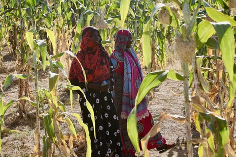 ‘Feeding millions’ – how land restoration can turn around Africa’s Sahel