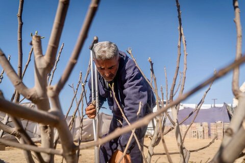 From ruins to renewal: Gaza's farmers seek to restore harvests after conflict