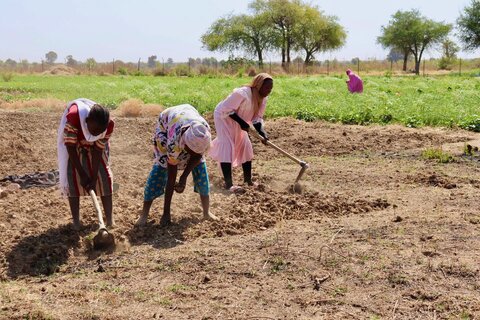 From aid to autonomy: How refugees and host communities are building food security in Chad