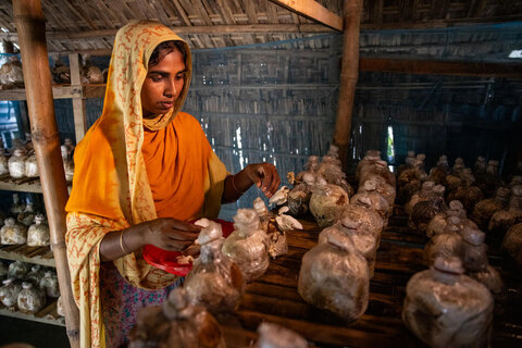 More than ‘frog’s umbrellas’: how mushrooms are improving food security in Bangladesh