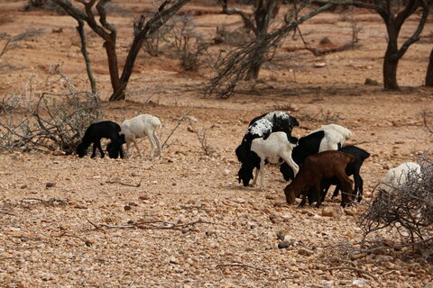 WFP Kenya Drought Situation Report - Jan 2017
