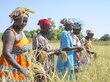 <em>Ramatoulaye and her friends harvest rice grown with organic fertilizer from biogas, on plots in Sar&eacute; Path&eacute; Kamako</em> <em>Photo: WFP/Martin Dixon</em>