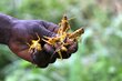 A handful of locusts in county Magwi, South Sudan. Photo: WFP/Peter Louis