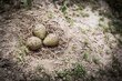 If the spots on the shells of liqui liqui liqui eggs are large, it will be a good year for potato crops. If they are small, it will be good for quinoa. Photo: PROSUCO