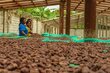 Combining traditional local practices and scientific knowledge can help communities adapt to a changing climate. In the photo: cocoa production in Colombia. Photo: UNIC Colombia