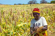 Sorghum is harvest in Kisima Village in Dodoma - WFP connected farmers such as Anita directly to buyers, increasing their share of revenue