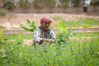 Nasser, 52, checks on his crops at his farm in Al-Romi village, Mukalla District, Hadramawt.