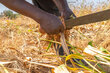 Millet harvest Burkina Faso. WFP Cheick Omar Bandaogo