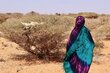 A woman walks through a sandy landscape dotted with desiccated thorn trees, one with an animal carcass. Photo: WFP/CRC/Mohamed Ali