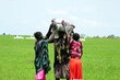 Photo: WFP/Peter Louis. WFP airdropping emergency food assistance to thousands of families in South Sudan’s Upper Nile State