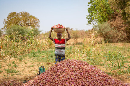Person carries a large bowl of onions on head beside a mound of harvested onions in a dry field with sparse crops and trees in background.