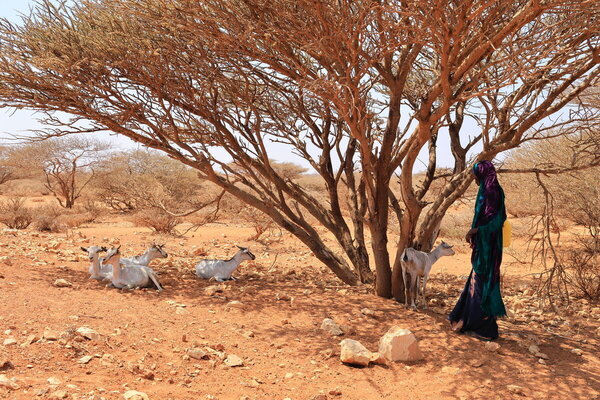 WFP/CRC/Mohamed Abdirisak Ali. the drought in Somalia is putting families and communities under growing strain. WFP is continuing to support the hardest-hit areas, but without urgent funding, this lifeline is at risk.