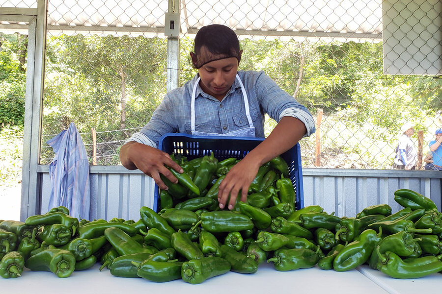 el-salvador-greenhouse