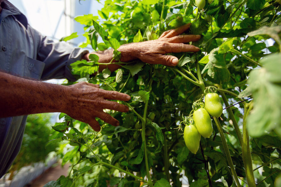 el-salvador-greenhouse