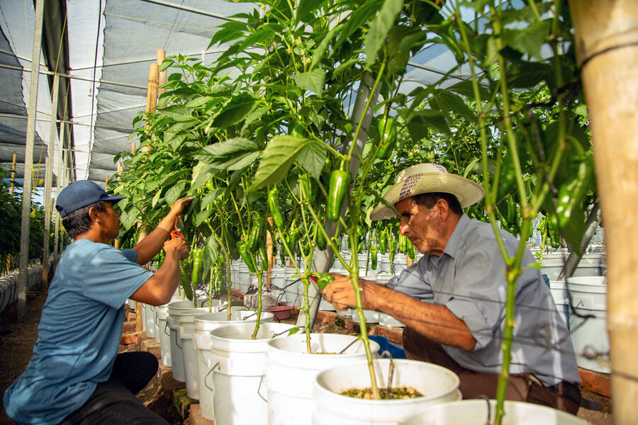 el-salvador-greenhouse