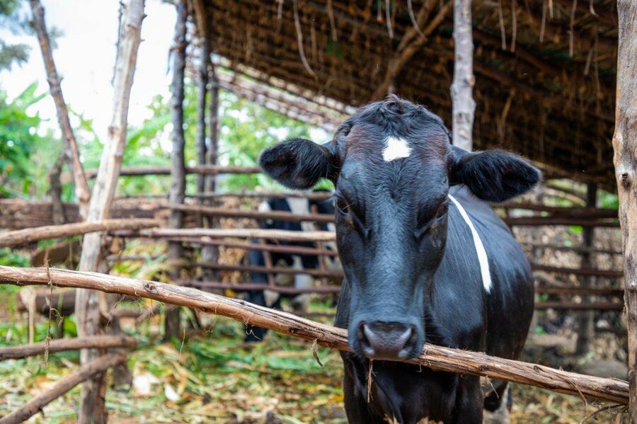 A cow in a dairy farm in Burundi