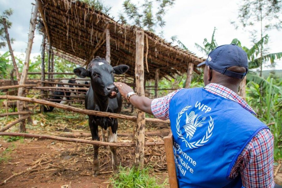 WFP staff member with cow