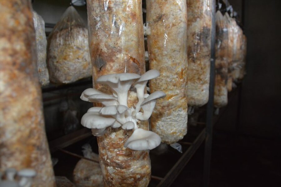 Shrooms in Zimbabwe