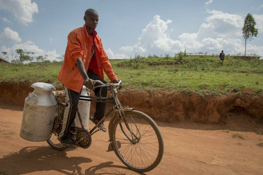 Milk being transported by bicycle