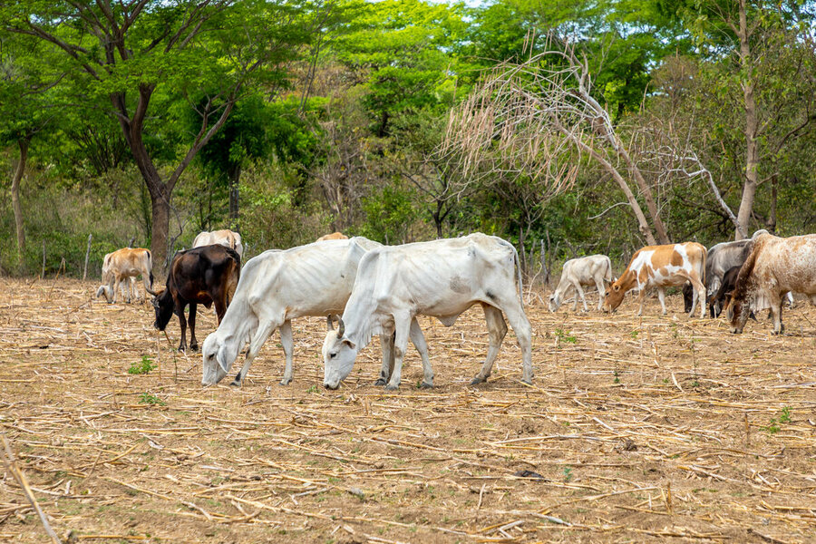 Honduras cows