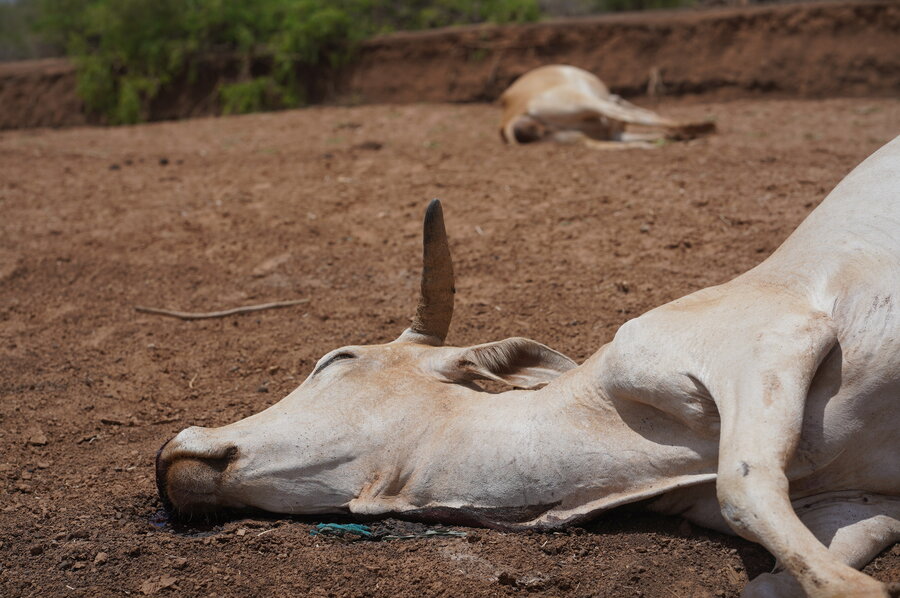 Severe drought has killed livestock in Ethiopia’s Somali region. Photo: WFP/Claire Nevill