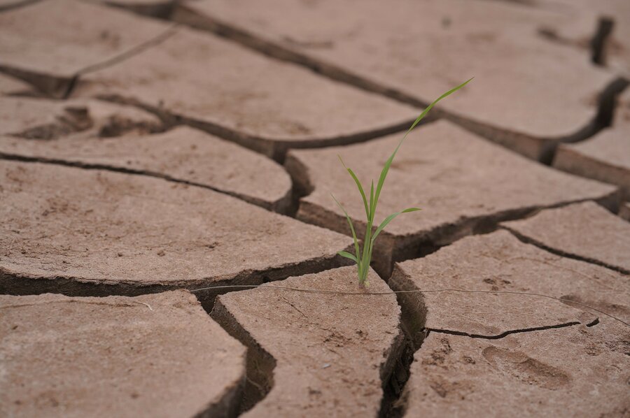 A few strands of grass grow on parched earth in Ethiopia’s Somali region. Photo: WFP/Claire Nevill