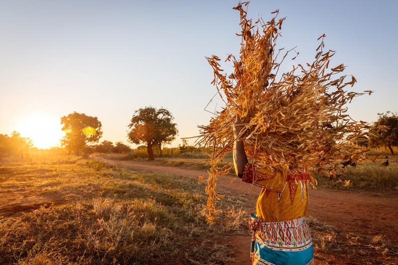 Smallholder Zambian farmer