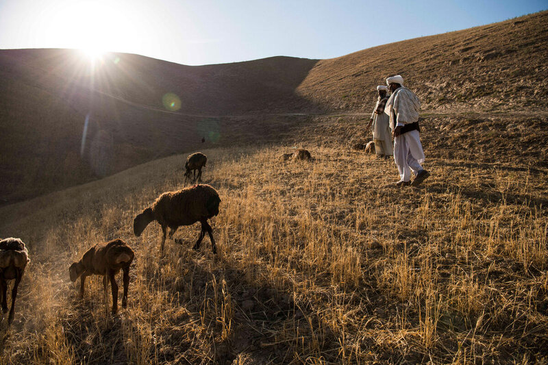 shepherds and sheep in Afghanistan