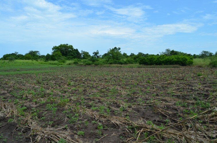 A landscape shot of a green field.