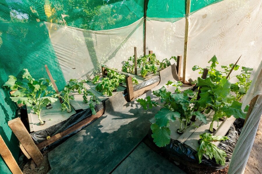 A landscape shot showing hydroponic-grown crops.