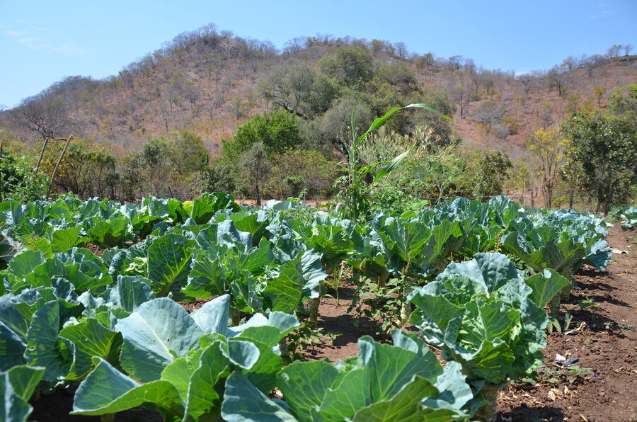 A landscape shot of green crops.