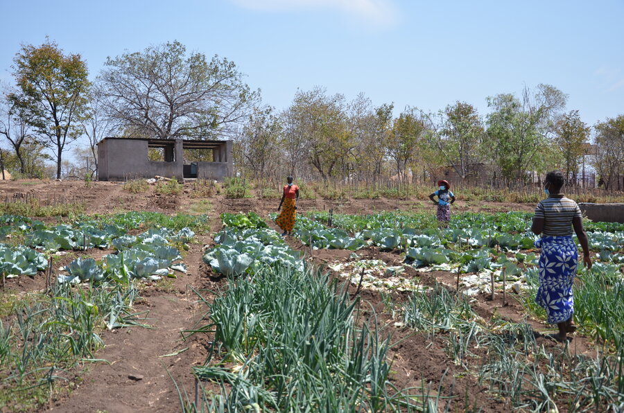 Women smallholder farmers working in a field with green crops.