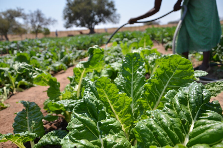 A close-up of green crops in a field with a person attending to them in the background.