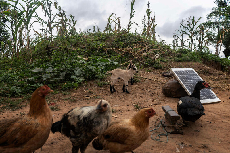 Four chickens and a goat stand on brown land in front of greenery.