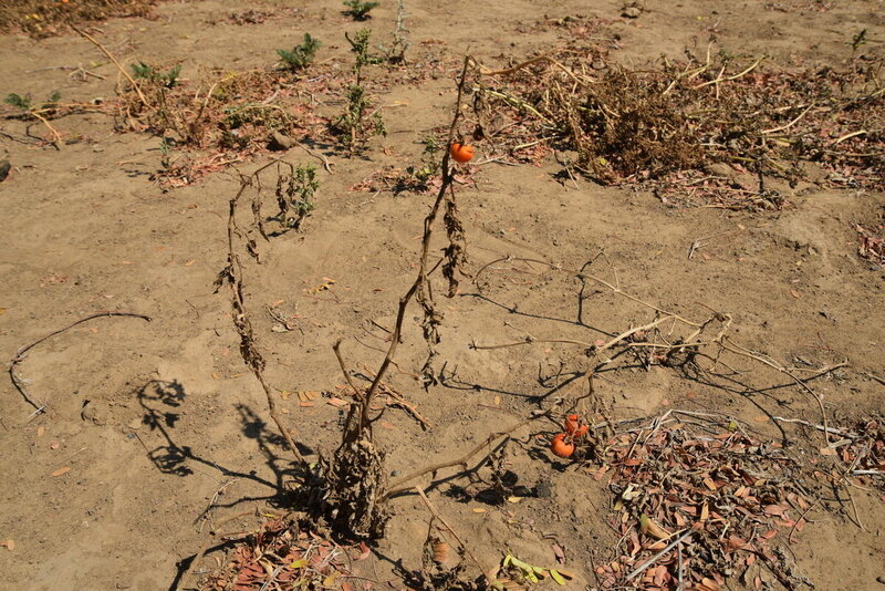 tomato plant burned by the sun in Southern Madagascar