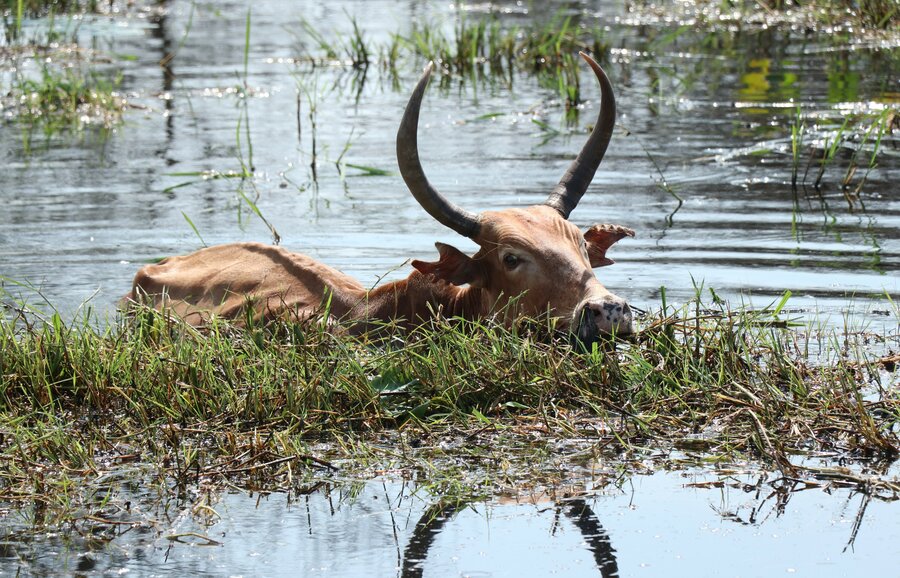 In South Sudan, record floods for three consecutive years have displaced thousands of people, drowning hectares of crops, livestock, and villages.