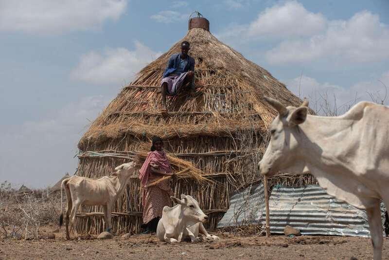 A family feed straw from the roof of their home to cows in Adadle in the Somali region of Ethiopia in a desperate bid to keep them alive. Photo: WFP/Michael Tewelde 