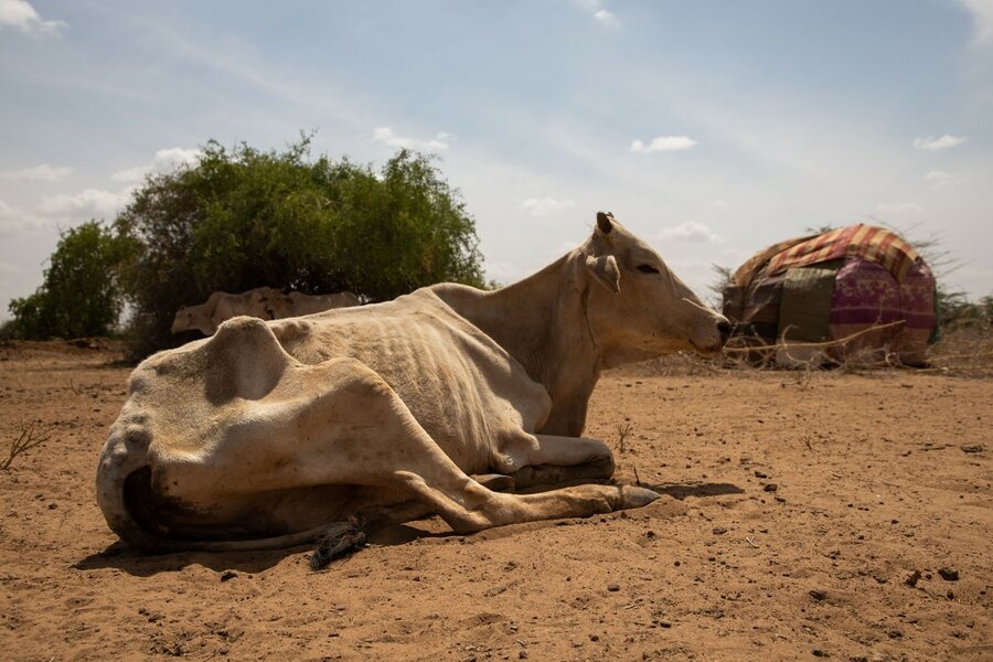 Ethiopia_drought_cow