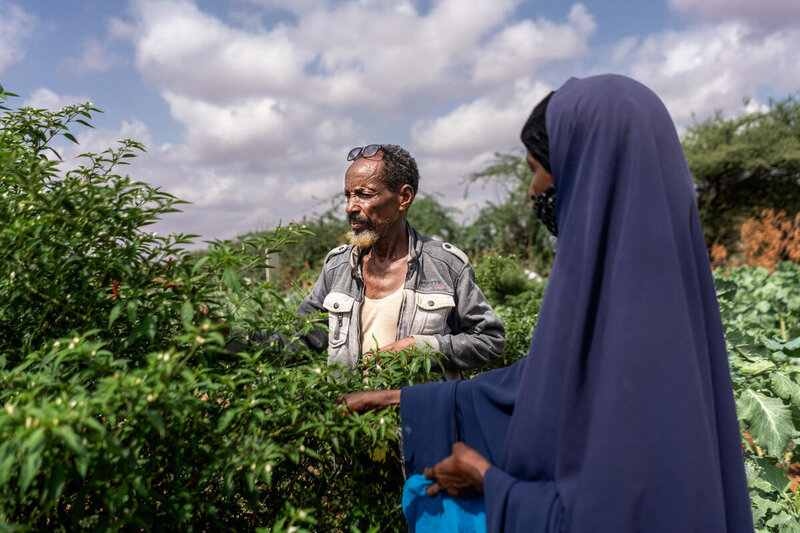 Smallholder farmers Halima and her husband Adow are able to harvest chillis after WFP supplied them with a solar-powered water pump