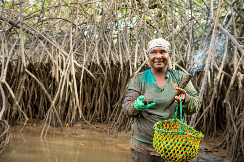 Rosa recoge conchas con el lodo hasta la cintura en un manglar en Ecuador.