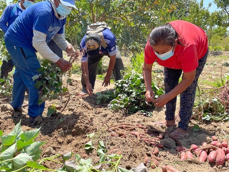 Noemi and her family clear the land on her orchard.