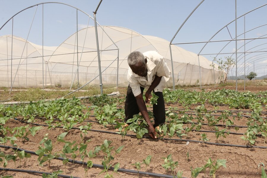 A Kenyan farmer is bent over tending to small crops in a field.