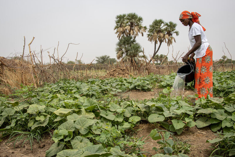 A farmer waters her crops in a field. She's wearing an orange skirt and head wrap.