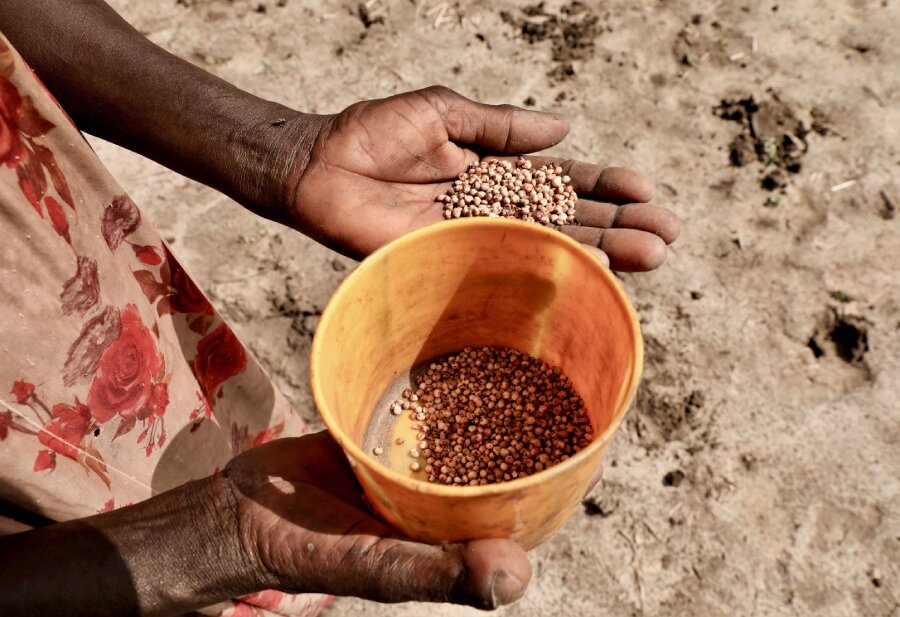 A woman farmer readies cowpea seeds for planting in Tonj South. WFP/Marwa Awad