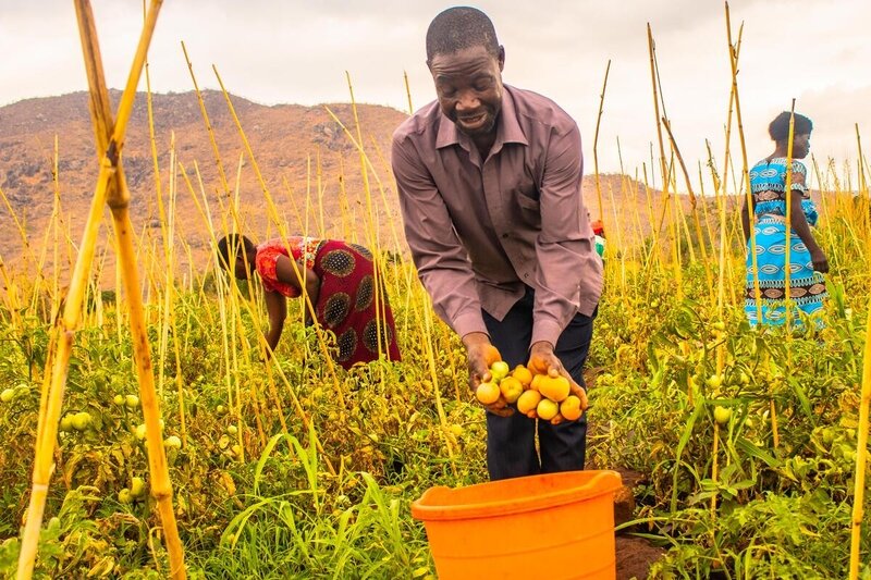 In Malawi, solar-powered irrigation allows Rabson Diwa's (C) vegetables to flourish