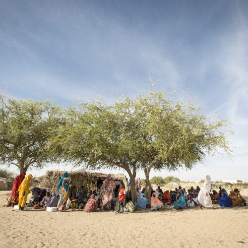 people sitting under huge trees