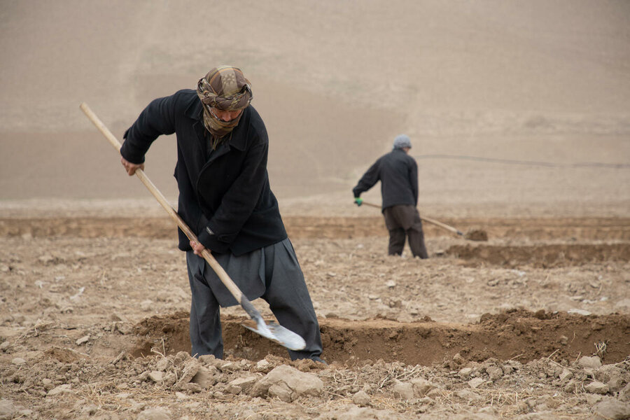 Farming in Afghanistan's Balkh province. Photo: WFP/Julian Frank