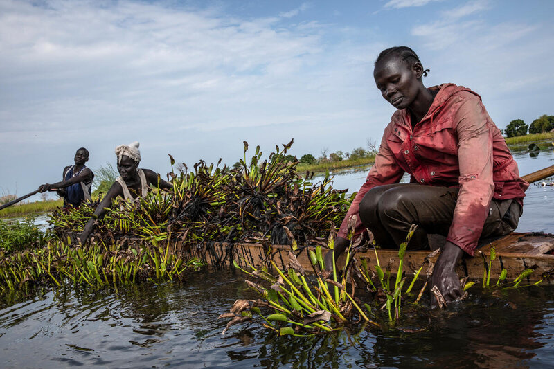 A woman collects water hyacinths for clean fuel in South Sudan.