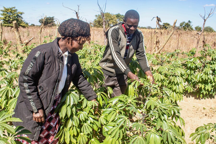 Grace and her husband check their cassava field. Photo: WFP/Christopher Katete